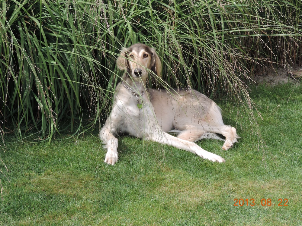 redIodah 4 ans dans le jardin