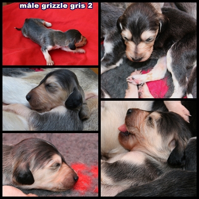 M. grizzle gris 2
