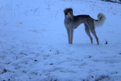 redhiver dans le pré